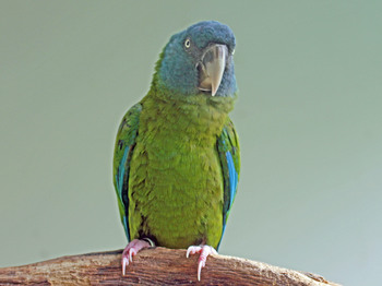 Blue-headed_Macaw_RWD3.jpg